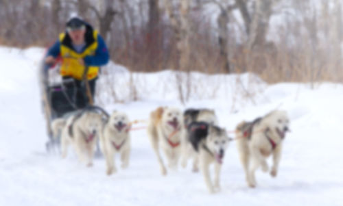 Dogs on snow covered field