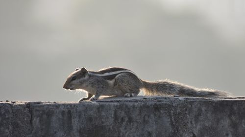 Side view of an animal on wood against the wall