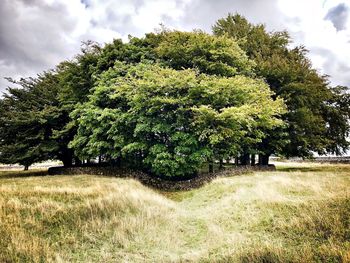 Trees on field against sky