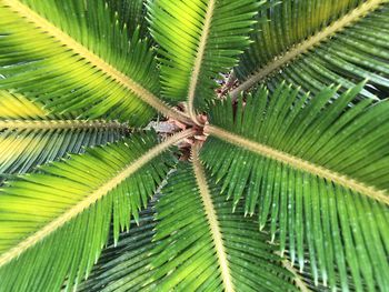 Close-up of palm tree leaves