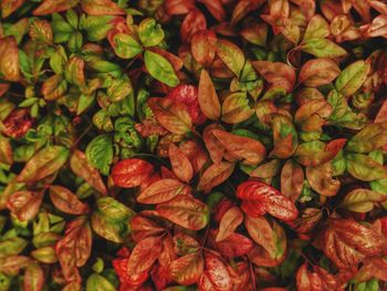 Full frame shot of red flowering plants