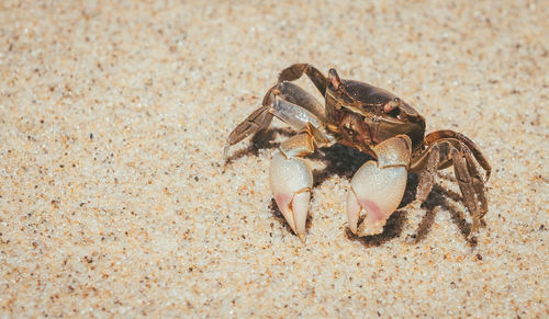 Carb on the beach 