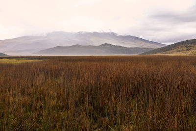 Scenic view of field against sky