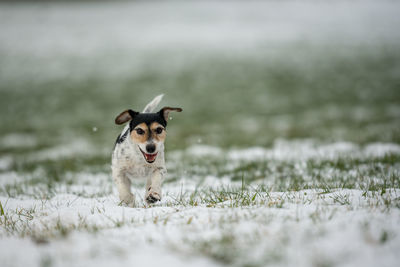 Portrait of dog running on field