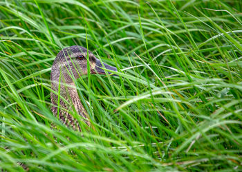 Close-up of bird perching on grass