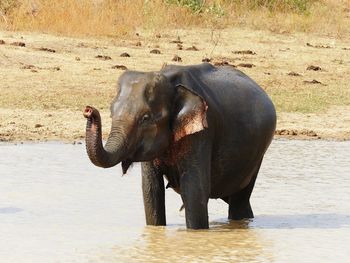 View of elephant drinking water