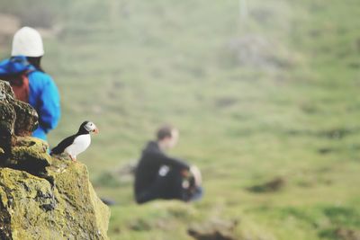 Bird perching on rock