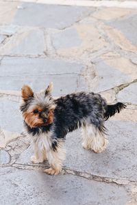 High angle view of dog on footpath