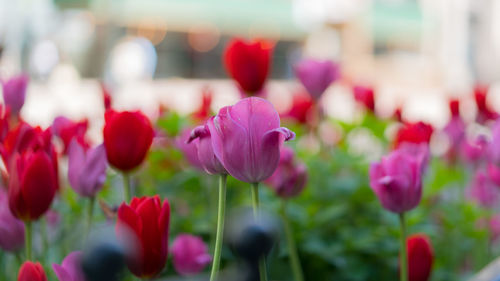 Close-up of pink tulip blooming outdoors