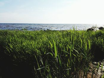 Scenic view of sea against sky