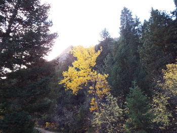 Close-up of yellow tree against sky