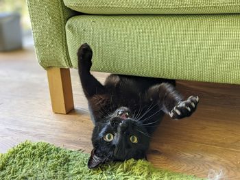 Portrait of a cat lying on floor at home