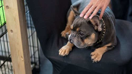 High angle view of dog sticking out tongue