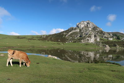 View of a horse on field