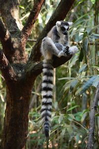 Lemur on tree in forest