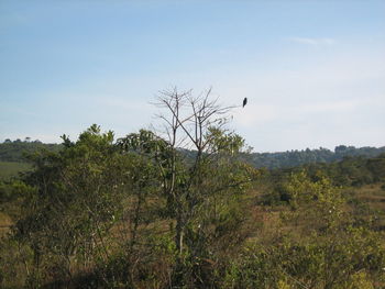 View of bird flying over land