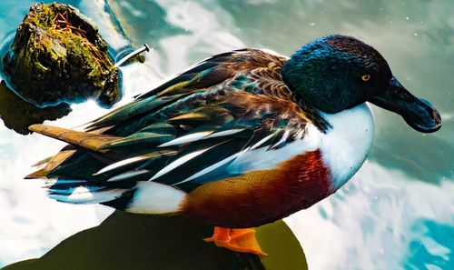 Close-up of duck swimming in lake