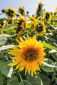 Close-up of yellow flowering plant