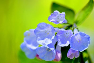 Close-up of purple flowering plant