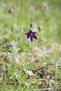 Close-up of purple flowering plant on field