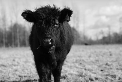 Black and white photo of galloway calf in pasture with clouds and grass.