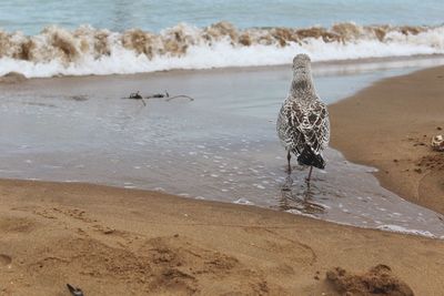 Rear view of seagull on shore at beach