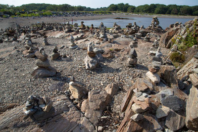 High angle view of sheep on rocks