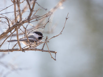 Low angle view of bird perching on branch