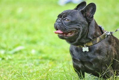 Black dog looking away on field