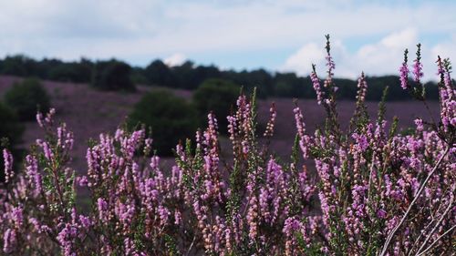 Close-up of lavender plants against sky