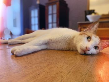 Portrait of cat lying on floor at home