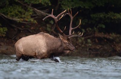 Elk walking in river