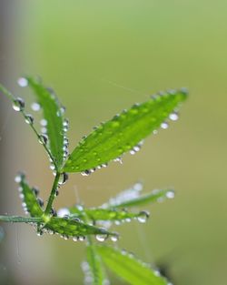 Close-up of water drops on leaf