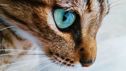 Close-up of a cat looking away