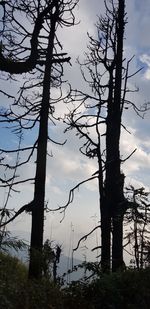 Silhouette bare tree against sky in forest