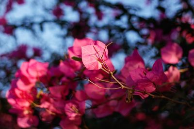 Close-up of pink flowering plant leaves during autumn