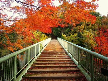 Footbridge amidst trees during autumn