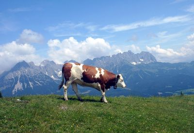 Horses grazing on field