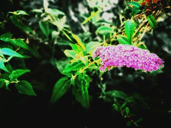 Close-up of butterfly pollinating on pink flower