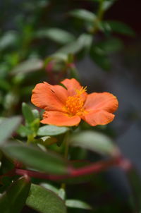 Close-up of orange flowering plant