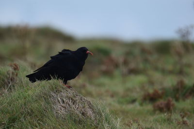 Bird perching on a field