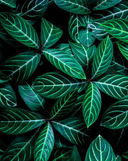 Closeup nature view of tropical leaf background, dark green wallpaper concept.