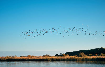 Flock of birds flying over lake against clear blue sky