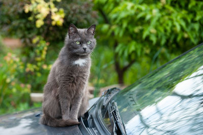 Close-up of cat sitting on bonnet