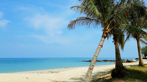 Palm trees on beach against sky