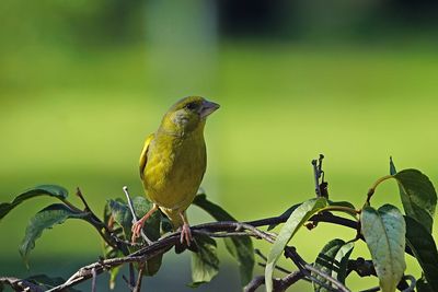 Close-up of bird perching on branch