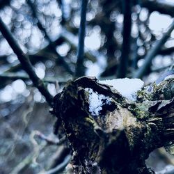 Close-up of moss on tree trunk