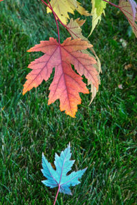 Close-up of dry maple leaves on grassy field