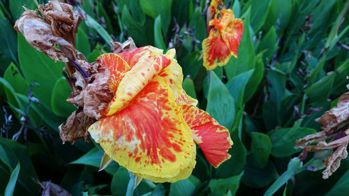 Close-up of orange rose flower