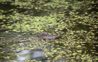 High angle view of frog in lake